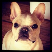 Frank Binkley - @urbanfrenchie Twitter Profile Photo