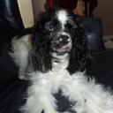 Nancy Hullinger - @irishnd1231 - Twitter