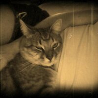 Whosey Whatsey (@whoseywhatsey) 's Twitter Profile
