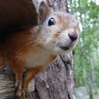 Grove Squirrels(@SqurrlzGoneWild) 's Twitter Profile Photo