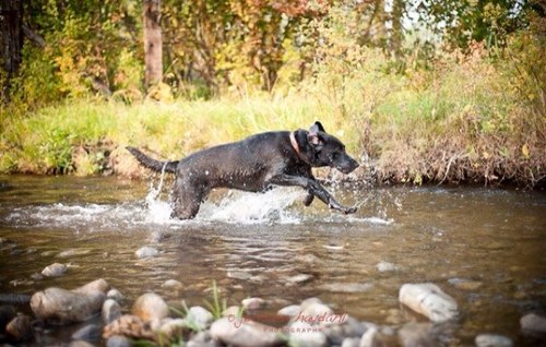 Jarchsn's profile picture. father, husband, aggie, brahma