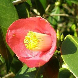 主婦　園芸　手芸　料理　掃除　などの話大好き。4人の子の母 末っ子君高1