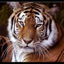 Donna Toro - @drtoro1 - Twitter