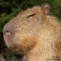 たけたけ (@taketake1w) 's Twitter Profile Photo