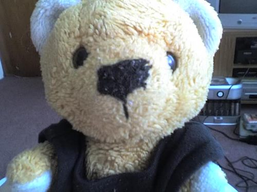 I'm the little bear with the big personality. My hobbies include; rockin and rollin all night and partying every day