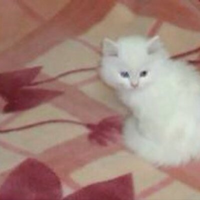 خبير قطط On Twitter كيف تدرب قطتك على لعبة جلب الأغراض Http T Co Efhwg0h7