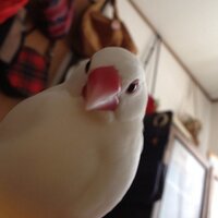 えり (@bunbuneri) 's Twitter Profile