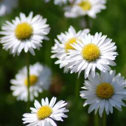 Chrissly_Bear's profile picture. 