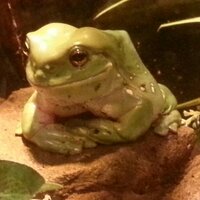 frank lovicu (@eyetye66) 's Twitter Profile