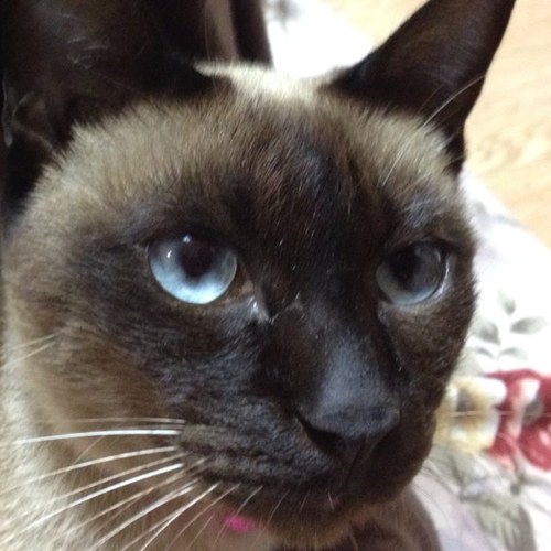 yutakamog's profile picture. 