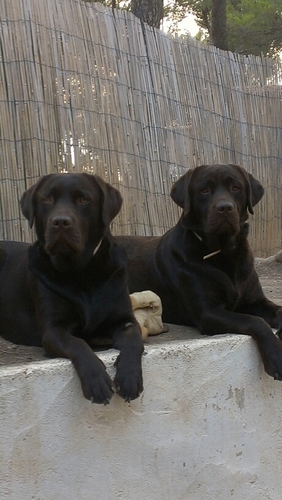 Elevage familial de labradors LOF