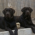 Labradors de Glasday (@vallabradordogs) Twitter profile photo Labradors de Glasday (@vallabradordogs) Twitter profile photo
