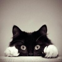 Chats (@lechat69962112) 's Twitter Profile