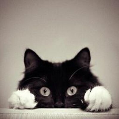 Chats Lechat Twitter Chats Lechat Twitter