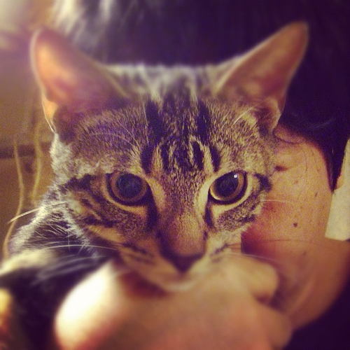 kilegend's profile picture. 【雑多垢✨気軽にフォロミー😊少年のような心のおっさんらしいDEATH!!】音楽、楽器、写真、クルマ、旅行(キャンプ)、ネコ(3にゃん)、ゲーム(リネレボ→ローラン鯖)、アニメ、美食&酒、林檎、機械いじり等。…2014武道館参戦からBABYMETAL沼。超絶技巧 神バンドと憑依型Vo.すぅ様がたまらぬ❣️