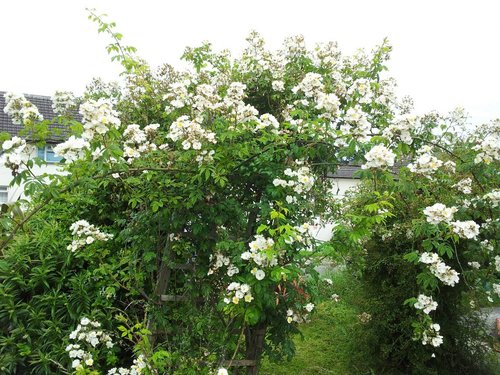 Friendly, helpful Garden Design and Maintenance service for Solutions for Problem Areas, Design Ideas, Planting, Garden Tidies, Seasonal Pots and Containers.