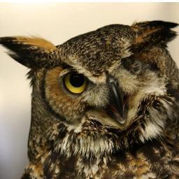 Harvey is an NREM student at ISU who lives in a nonprofit clinic whose mission is to provide rehab for injured or orphaned wildlife. Questions? wcc@iastate.edu