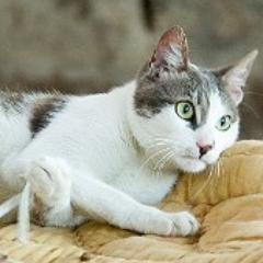 spippolo's profile picture. 