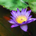 Donna Papa - @dspapa - Twitter