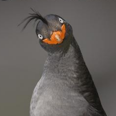 Zulfat Nutfullin Profile