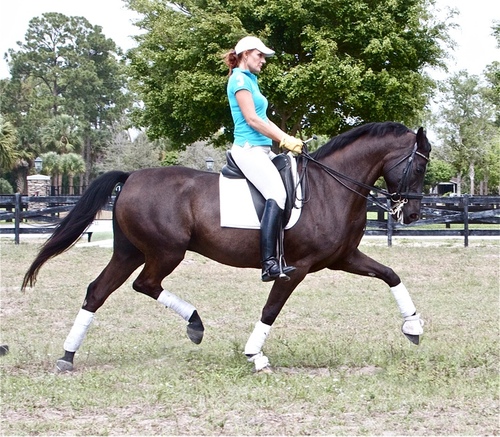 NewFortuneFarm's profile picture. https://t.co/pXdstR4Rsj

Destre Meyer specializes in the training and instruction of dressage performance horses and riders.
