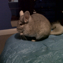 Olly_Chinnie's profile picture. Hi I'm Olly the chinchilla, im lovable and sooo cute! I love to play with my mama and to see my bestie (Candy-the hammy) everyday! Chinnies all the way! xx :D
