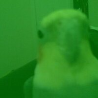 hmeese (@hmeese) 's Twitter Profile