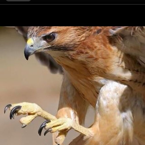 RAlhudairy's profile picture. 