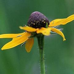 sschmalzel's profile picture. ☯ ☮ ♥