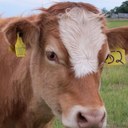 Anne Mercer - @Lintonmacaroon - Twitter