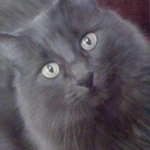 kkristen11's profile picture. 