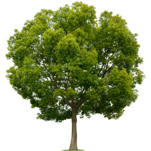 http://t.co/rhcFDguYnw We are Payday Loans Online Tree! Providing High Quality Short Term Loans in Less Than 24 hours!