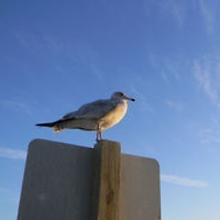 Im just your norm seagull from towyn im a massive scavenger and i love chilaxing with ma birds at the pond in towyn park