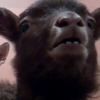 yeah lamb (@yeahlamb1) 's Twitter Profile
