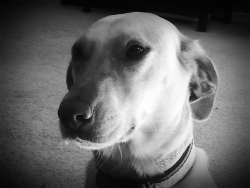 patquinn32's profile picture. wondering why trump is president, his tweets are stupid too