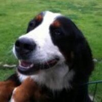 Jankas Haustiere (@jankashaustiere) Twitter profile photo