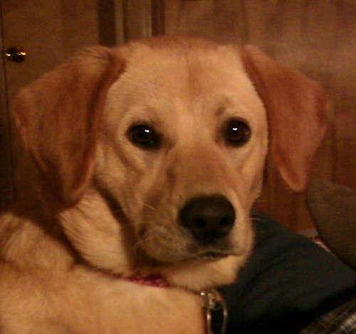 Dog, youtuber. pixie, and so much more.