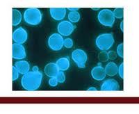 Texas BioShield