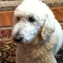 denise barker - @denisebarker12 - Twitter