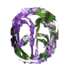 Project_Seeds's profile picture. A celebration of nature, social goodness and sustainability by an eco geek who loves all three.