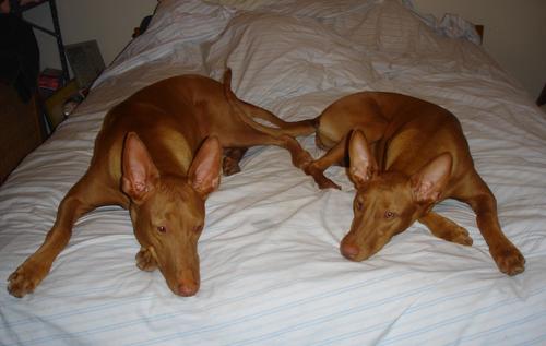 All Woman! - Pharaoh Hound Mom, Geekette, Traveler, Foodie, FunLover.