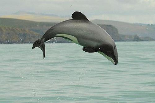 Sign This Petition To Save The Mauis Dolphin,
http://t.co/6enos2dhHA