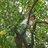 NDSUTreeClimber's profile image