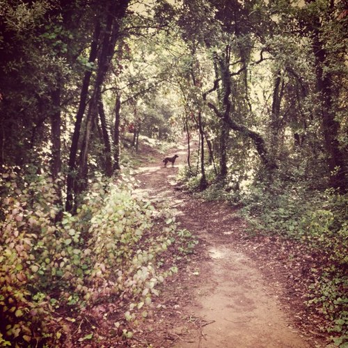 walks_4_dogs's profile picture. 