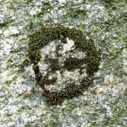 𝜑   ReGenerative Artworks
❦   Funding Muschio Center ➤ https://t.co/Wq49tLe9OZ