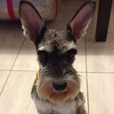 Yolanda Kuo - @SJYKKUO - Twitter