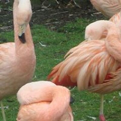 いつもはらぺこのひと