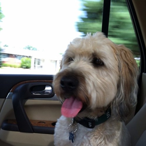 deegiff1's profile picture. 