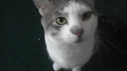 Hungry Buddy here. Not a republican nor a Democrat, rather conservative w/ libertarian leanings. http://t.co/XOLt23CpZG
