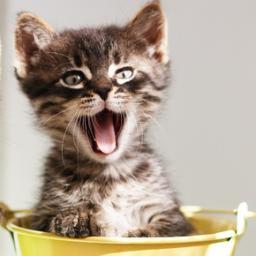 The official Tweets of the Houston TX Association of Social Media for Veterinarians. Join us for great news, tweets, articles, blogs and pet news.
